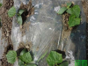 种植春黄瓜为什么要盖地膜呢？