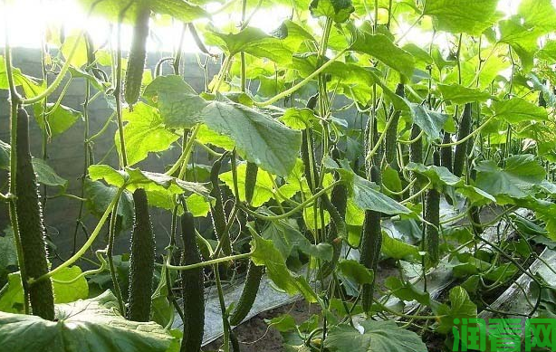 种植黄瓜怎么施肥才好？